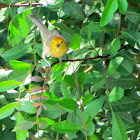 Orange-headed Tanager