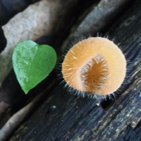Hairy Cup Fungus