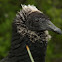 Black vulture (juv)