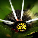 Tiger moth caterpillar