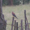 American kestrel