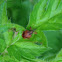 Hawthorn weevil