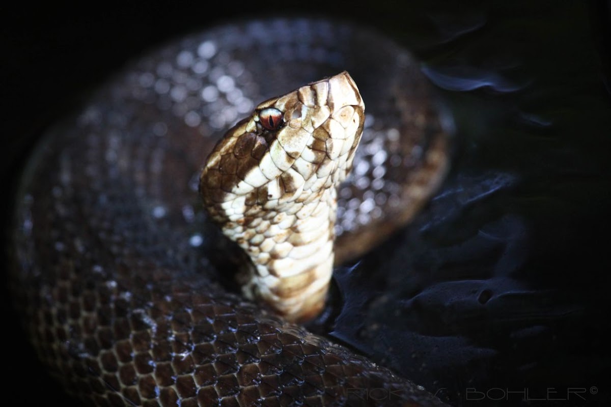 Water Moccasin/Cottonmouth Snake