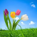 Nature Beauty HD logo