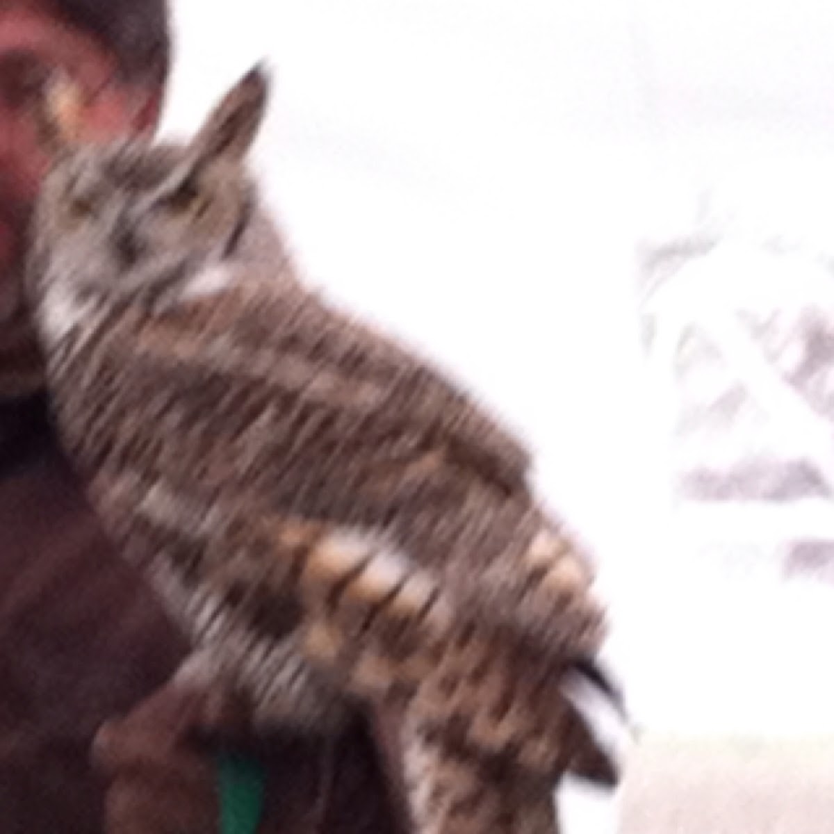 Great horned owl