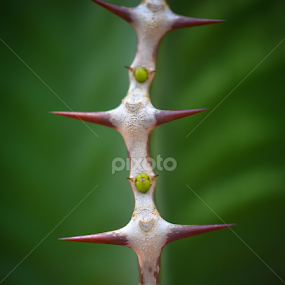 by Leon Myburgh - Nature Up Close Other plants