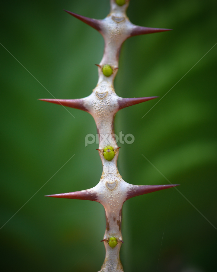 by Leon Myburgh - Nature Up Close Other plants