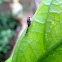 Nymph of Planthopper