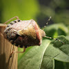 Hairy Shieldbug