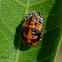 Lady bug nymph