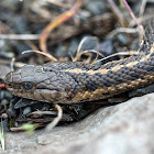 Aquatic Garter Snake