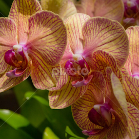 Orchid by Beth Mears - Flowers Flower Gardens