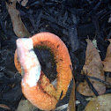 Octopus Stinkhorn