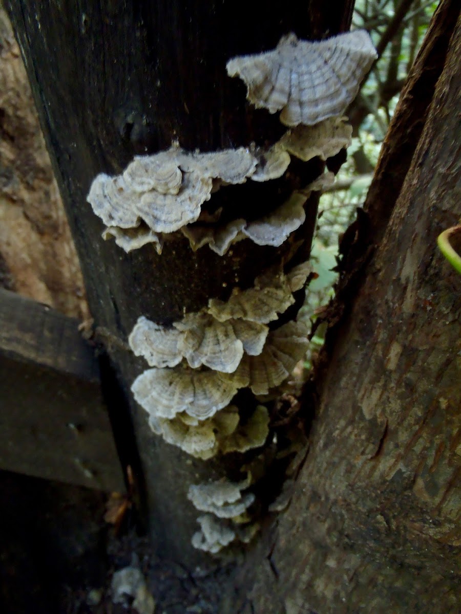 Rippled Shelf Fungus