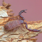 Pseudo scorpion