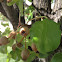 Bradford pear