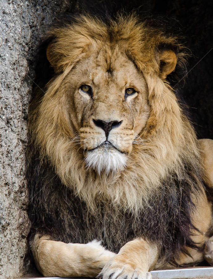 lion relaxing by Henk Jan Beelen - Animals Lions, Tigers & Big Cats