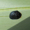 Palmetto Tortoise Beetle