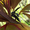 Synoeca Social Wasp