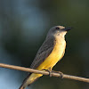 Surirí real (Tropical kingbird)