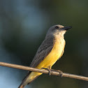 Surirí real (Tropical kingbird)