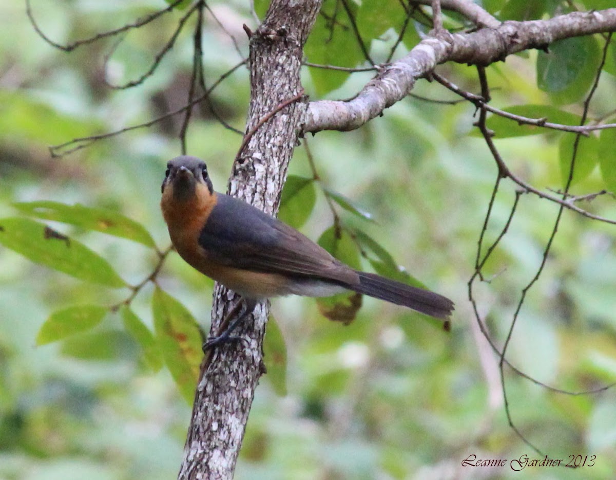 Spectacled Monarch (juvenile)