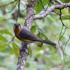 Spectacled Monarch (juvenile)