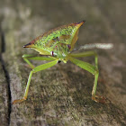 Hawthorn shield bug
