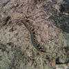 Florida Blue Centipede