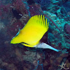 Long-nose Butterflyfish