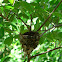 Paradise Flycatcher (Nest)