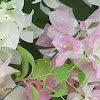 Bougainvillea glabra