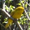 Yellow Warbler