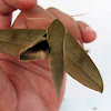 COMMON HUNTER HAWKMOTH