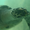 Pacific green sea turtle