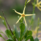 Yellow Tailflower