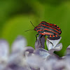 Italian Striped-Bug