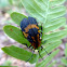 Net-winged Beetles