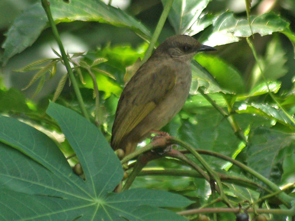 Olive-winged Bulbul