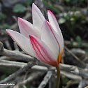 Cretan tulip