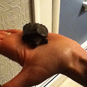 Baby Common Snapping Turtle