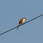 Rufous-backed Shrike