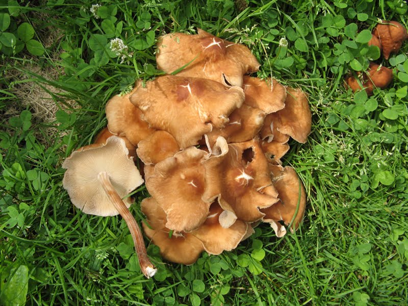 Gymnopus (Collybia) luxurians