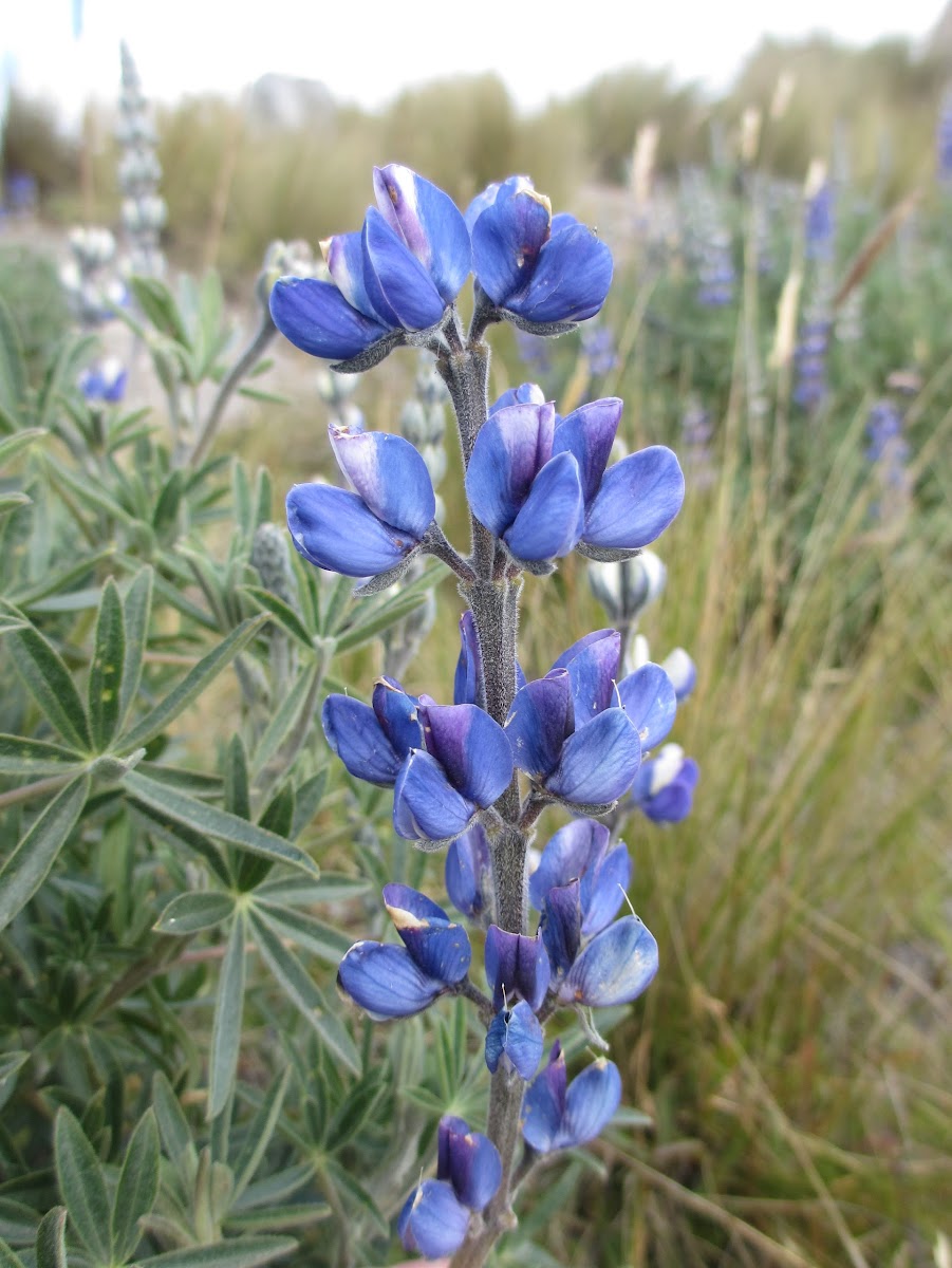 Andean lupin
