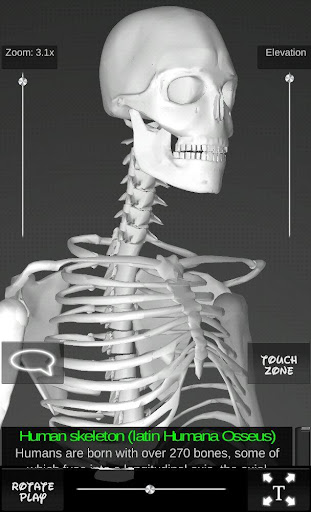 Bones Human 3D Donation