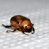 Rose chafer, Large wattle chafer