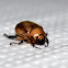 Rose chafer, Large wattle chafer