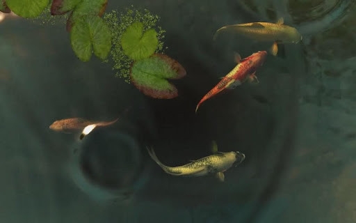 【免費個人化App】Koi Fish live wallpaper-APP點子