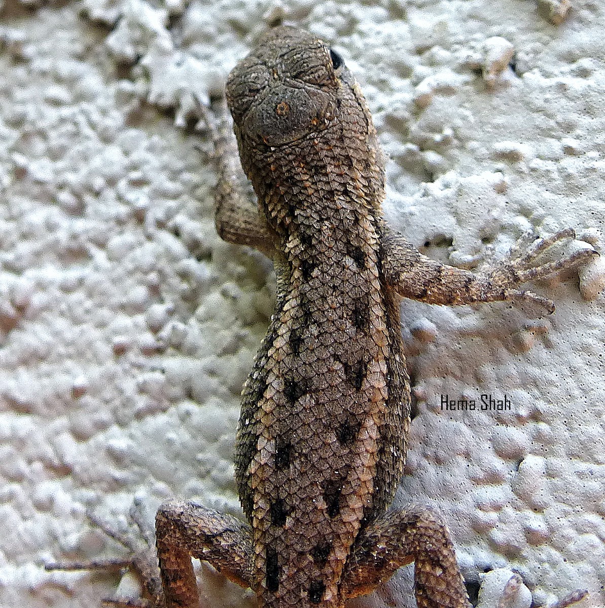 Western Fence lizard