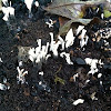 Candle fungus